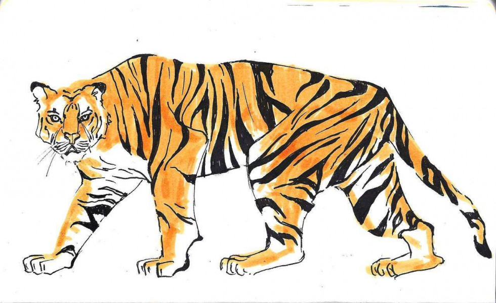29 июля в Штабе общественной поддержи «Единой России» в Самаре отметят Международный день тигра