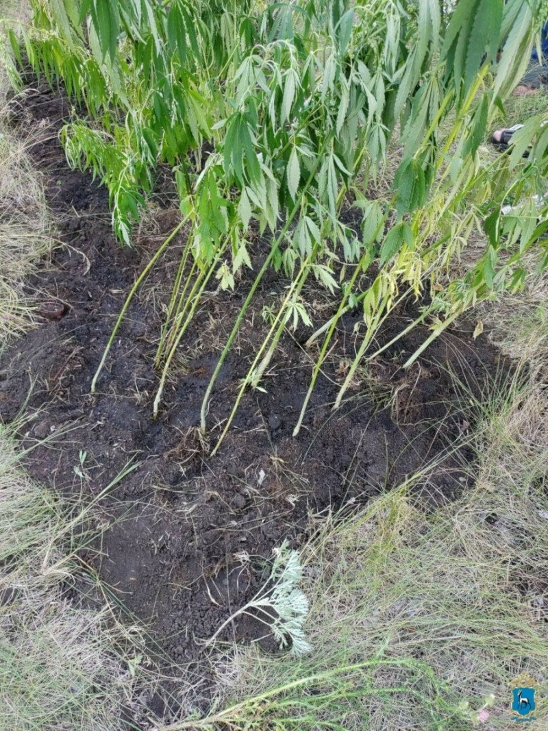 В Волжском районе 36-летний мужчина выращивал на своем приусадебном участке 47 кустов конопли