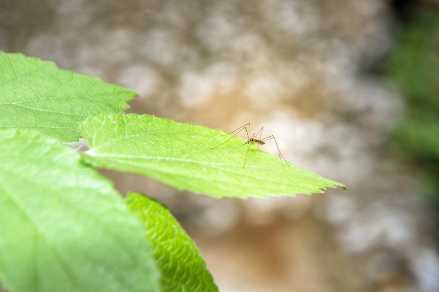 Дерматолог дала советы по защите от комаров