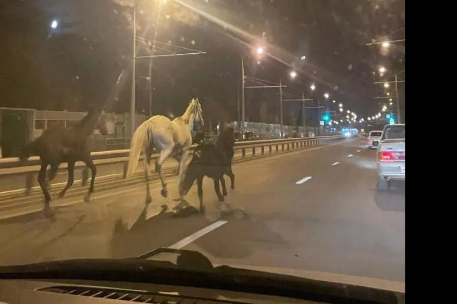 В Самаре видели трех скачущих по проезжей части лошадей