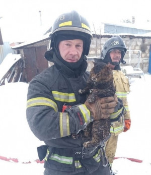 На пожаре в поселке в Самарской области спасли кота