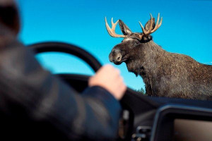 В Самарской области назвали участки дорог, где чаще всего встречаются дикие животные  Список составил департамент охоты и рыболовства региона.